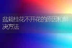 盆栽桂花不开花的原因和解决方法