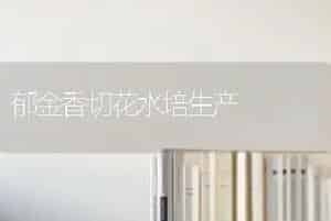 郁金香切花水培生产