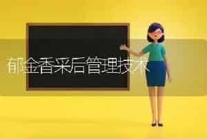 郁金香采后管理技术
