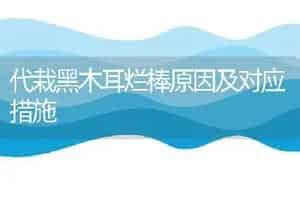 代栽黑木耳烂棒原因及对应措施