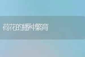 荷花的播种繁育