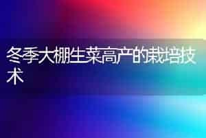 冬季大棚生菜高产的栽培技术