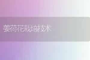 姜荷花栽培技术