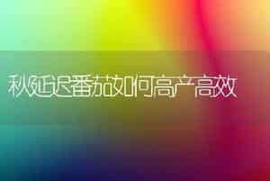 秋延迟番茄如何高产高效
