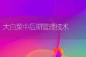 大白菜中后期管理技术