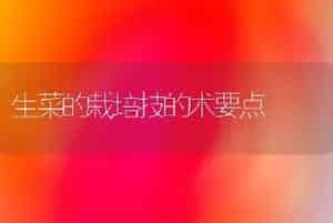 生菜的栽培技的术要点
