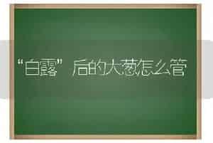 “白露”后的大葱怎么管