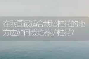 在我国最适合栽培桂花的地方应如何栽培养护桂花？