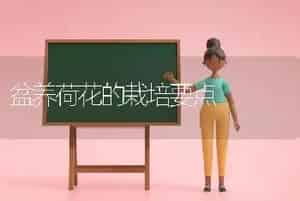 盆养荷花的栽培要点