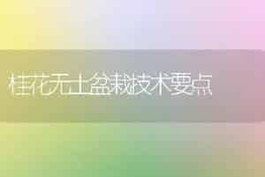 桂花无土盆栽技术要点