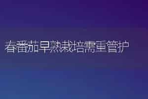 春番茄早熟栽培需重管护