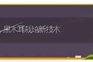 黑木耳栽培新技木