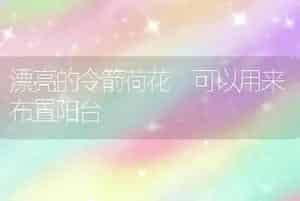漂亮的令箭荷花 可以用来布置阳台