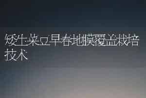 矮生菜豆早春地膜覆盖栽培技术
