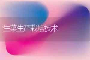 生菜生产栽培技术