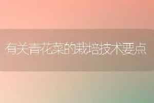 有关青花菜的栽培技术要点