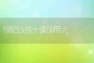 郁金香催花技术