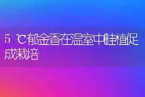 5℃郁金香在温室中畦植促成栽培