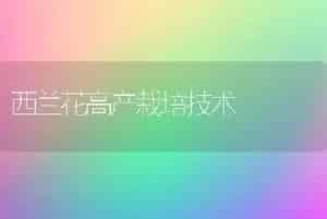 安蔬铁杆王大葱无公害栽培技术
