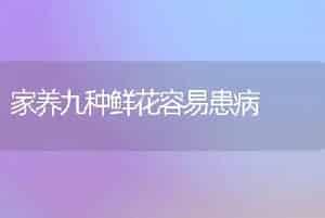 嫁接金叶女贞观赏效果好-花木组培技术