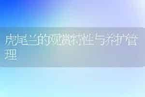 虎尾兰的观赏特性与养护管理