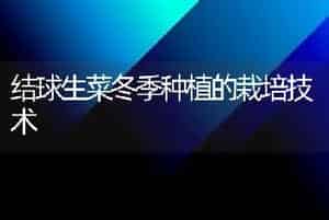 结球生菜冬季种植的栽培技术