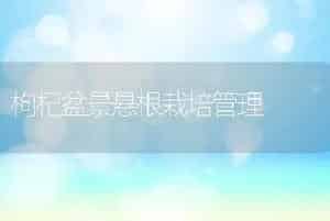 枸杞盆景悬根栽培管理