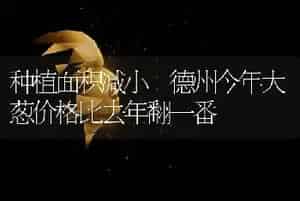 种植面积减小 德州今年大葱价格比去年翻一番