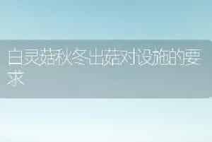 荷花新品之杏花粉