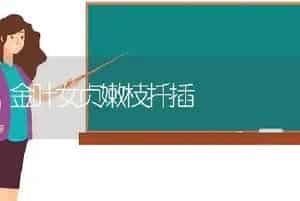 金叶女贞嫩枝扦插