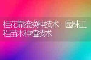 桂花靠接换种技术-园林工程苗木种植技术