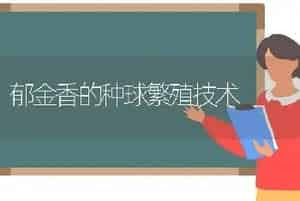 郁金香的种球繁殖技术