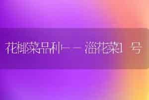 花椰菜品种--淄花菜1号