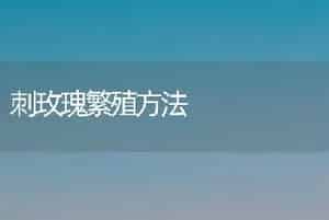 刺玫瑰繁殖方法