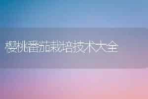 樱桃番茄栽培技术大全