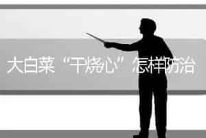 大白菜“干烧心”怎样防治