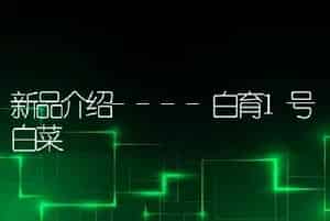 新品介绍----白育1号白菜