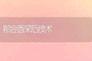 郁金香采后技术