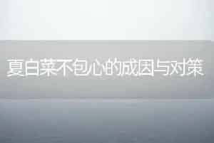 夏白菜不包心的成因与对策