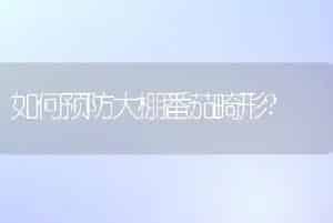 如何预防大棚番茄畸形?