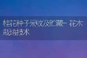 桂花种子采收及贮藏-花木栽培技术