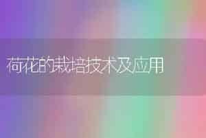 荷花的栽培技术及应用