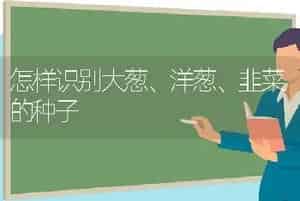 怎样识别大葱、洋葱、韭菜的种子