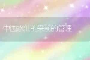 中国水仙的采前的管理