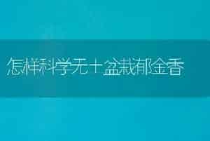 怎样科学无土盆栽郁金香