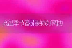高温季节番茄要做好两防