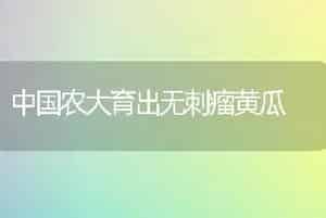 中国农大育出无刺瘤黄瓜