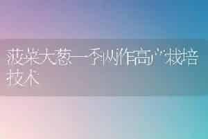 菠菜大葱一季两作高产栽培技术