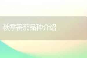 秋季番茄品种介绍