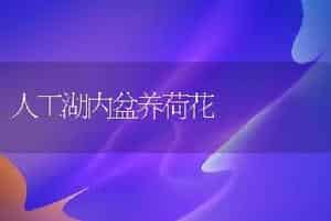 人工湖内盆养荷花